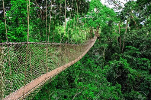 27624364-seil-gehweg-in-kakum-national-park-ghana