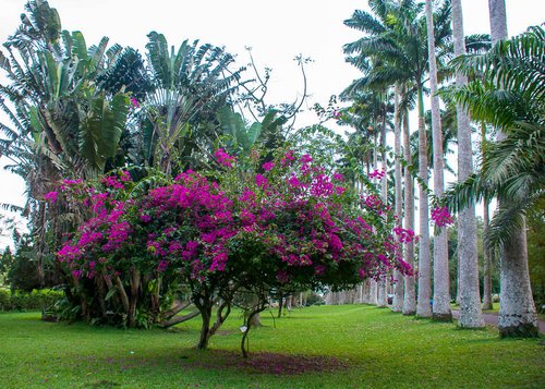 Palms