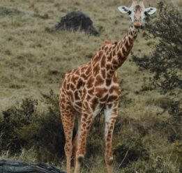 Kenya